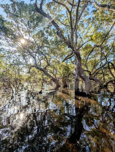 Mangroveskov på Moreton Island