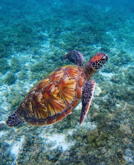 Skildpadde i havet ud for Moreton Island, Australien