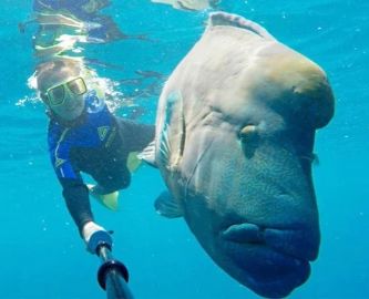 Snorkelgæst og napoleonfisk i Australien