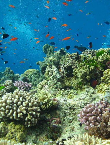 Snorkeltur ved Great Barrier Reef