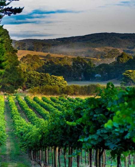 Udsigt over vinmark og landskab i Barossa Valley, Australien