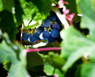 Druer på vingård i Barossa Valley, Australien