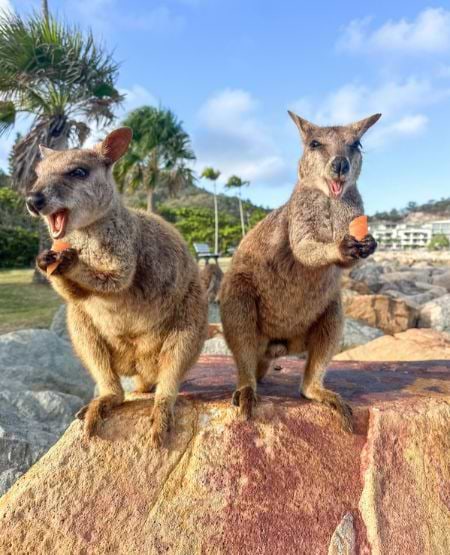 To wallabies spiser frugt på sten, Magnetic Island, Australien To wallabies spiser frugt på sten, Magnetic Island, Australien