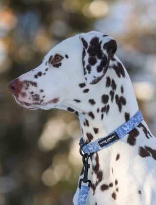 Shop Collars Shop Collars