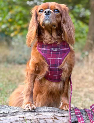 Shop Harnesses Shop Harnesses