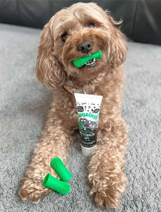 Dental Care