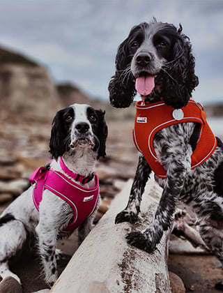 Shop Harnesses Shop Harnesses