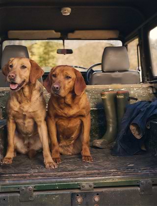 Shop Dogs Shop Dogs