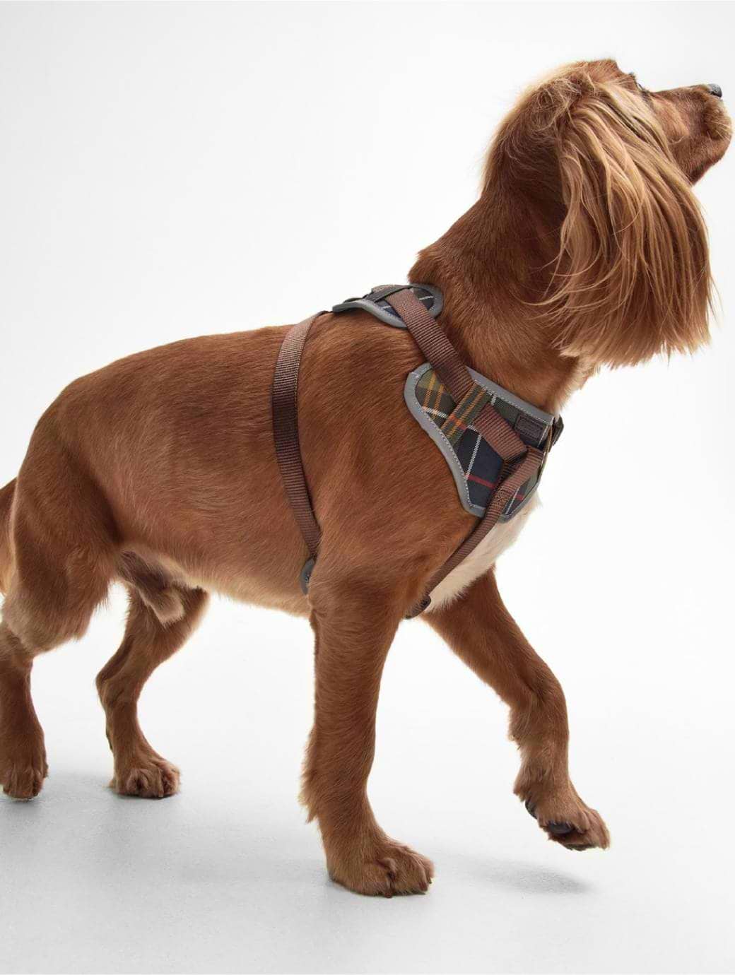 Barbour Fully Adjustable Harness Classic Tartan