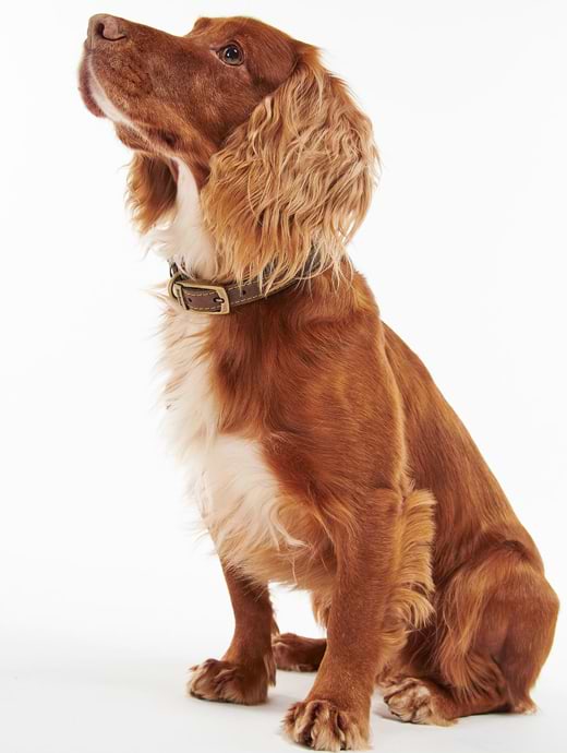 Barbour Leather Dog Collar Brown