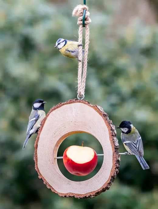 C J Wildlife Columbus Apple Feeder