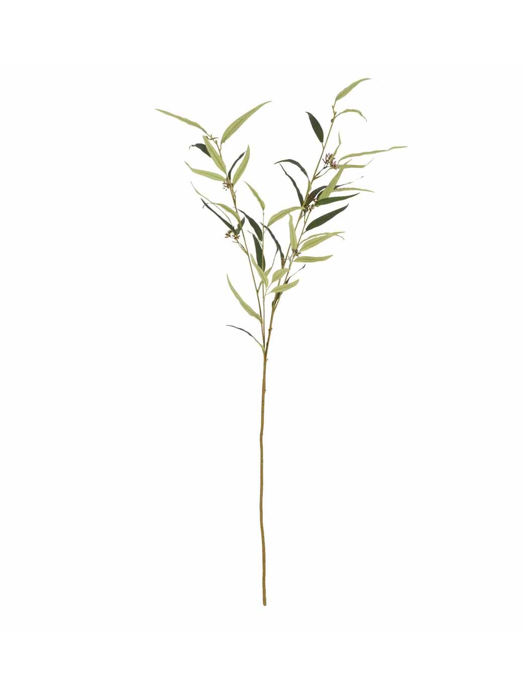 Candlelight Eucalyptus Citriodora Steam 110cm Multi