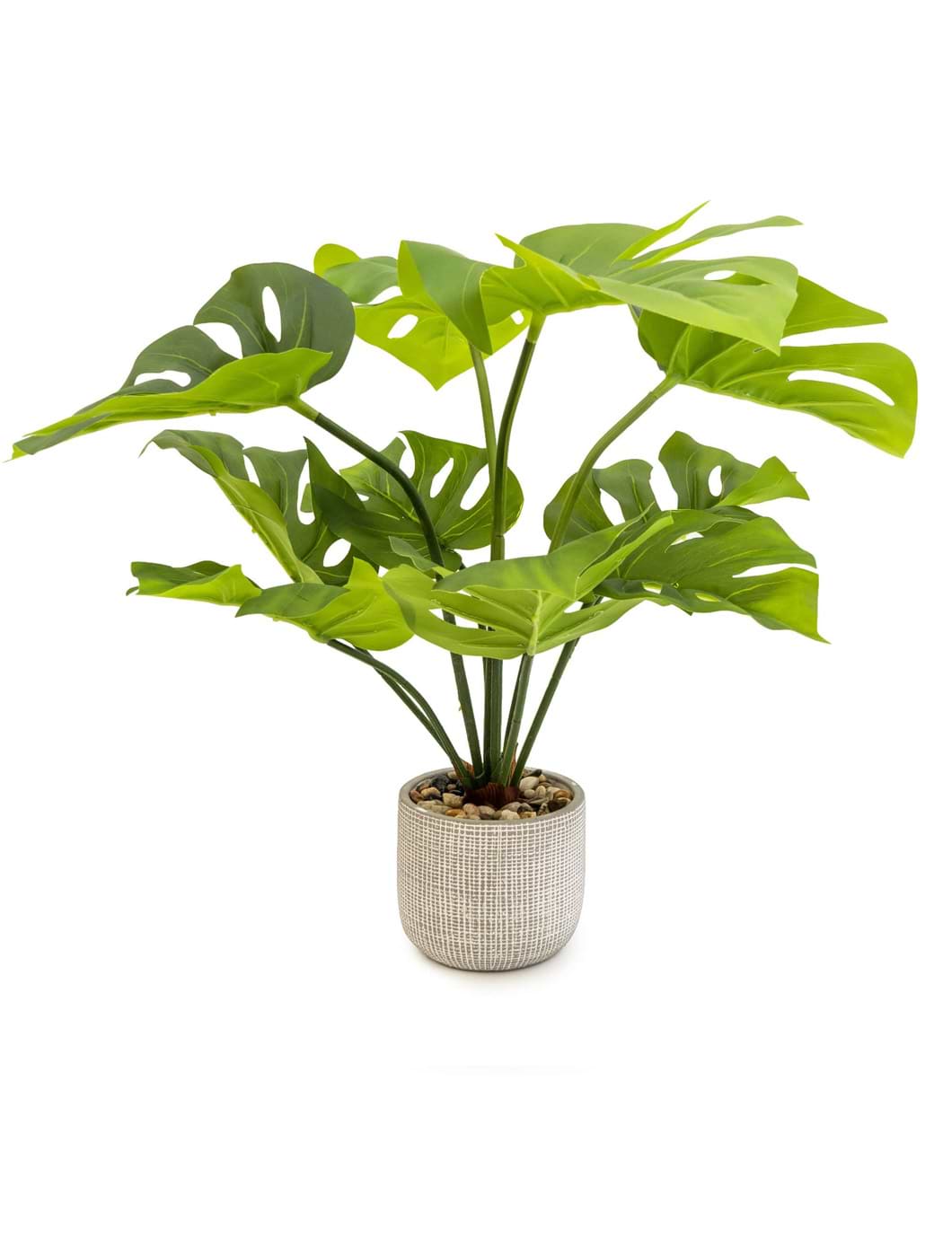 Candlelight Large Cheese Plant In Round Cement Pot Multi