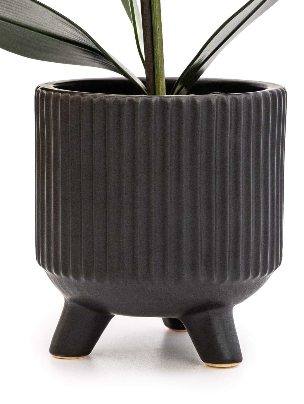 Candlelight Orchid In Ceramic Footed Pot 42cm Multi