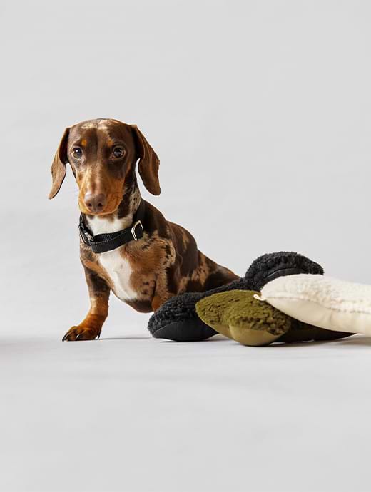 Chalk Dog Collar Black 