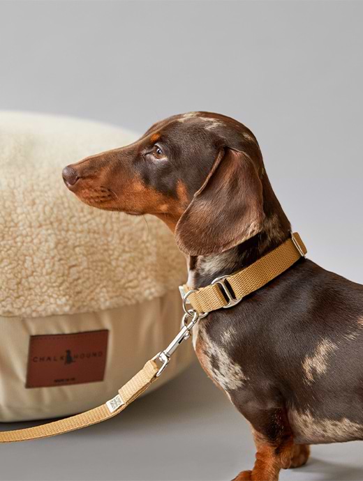 Chalk Dog Collar Stone