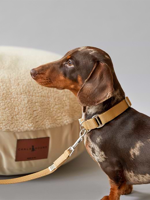 Chalk Dog Lead Stone