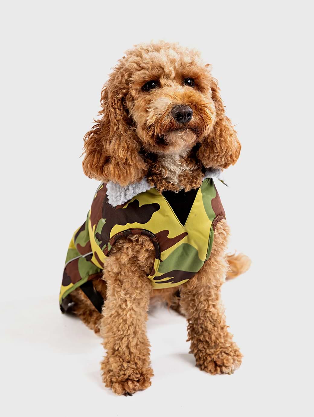 Dickies dog coat online