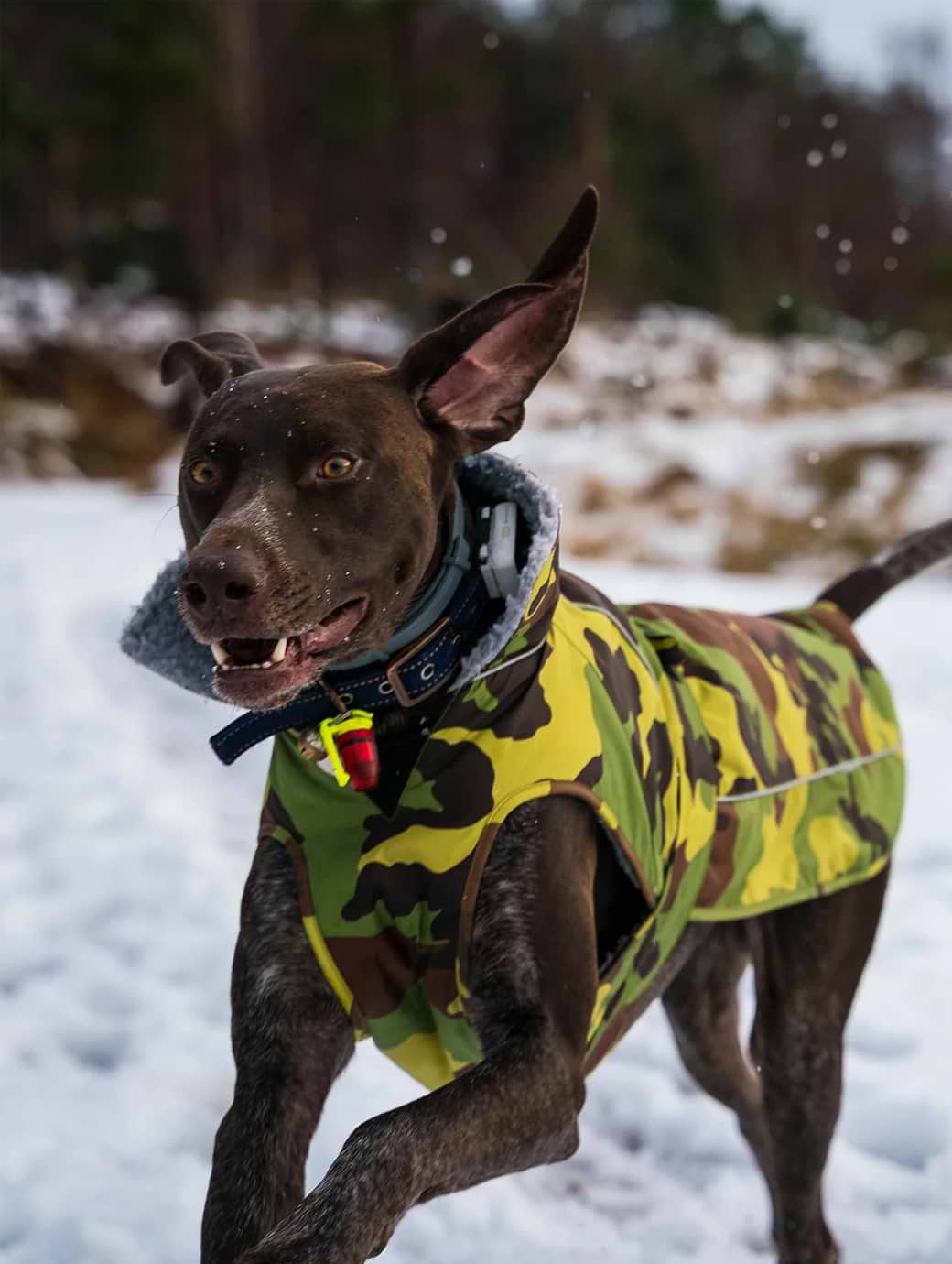 Dickies dog coat online
