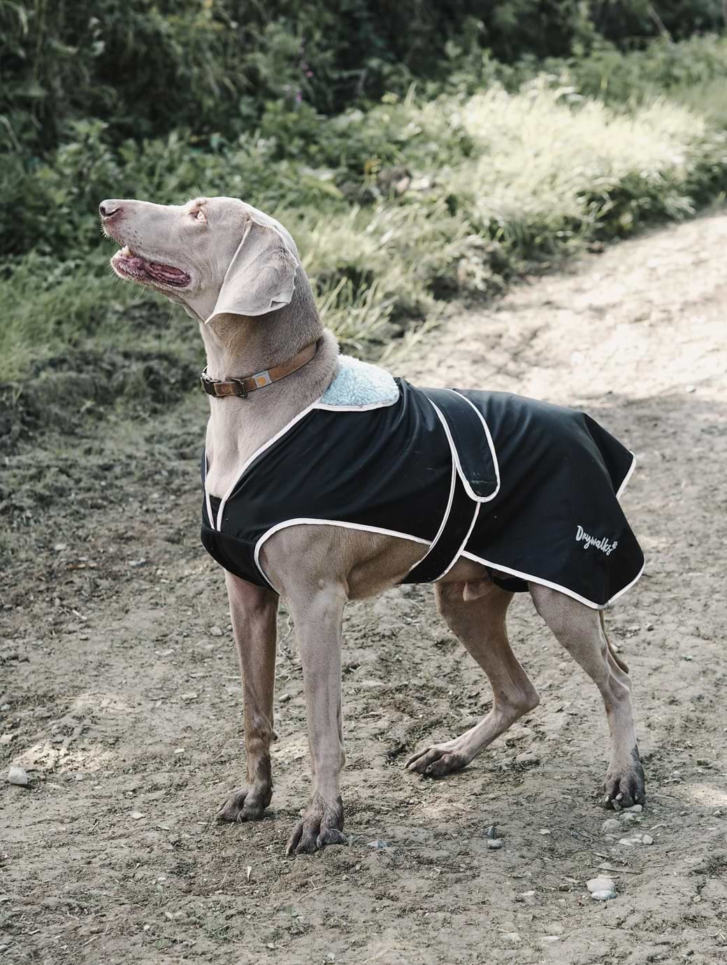 Berghaus dog coat store