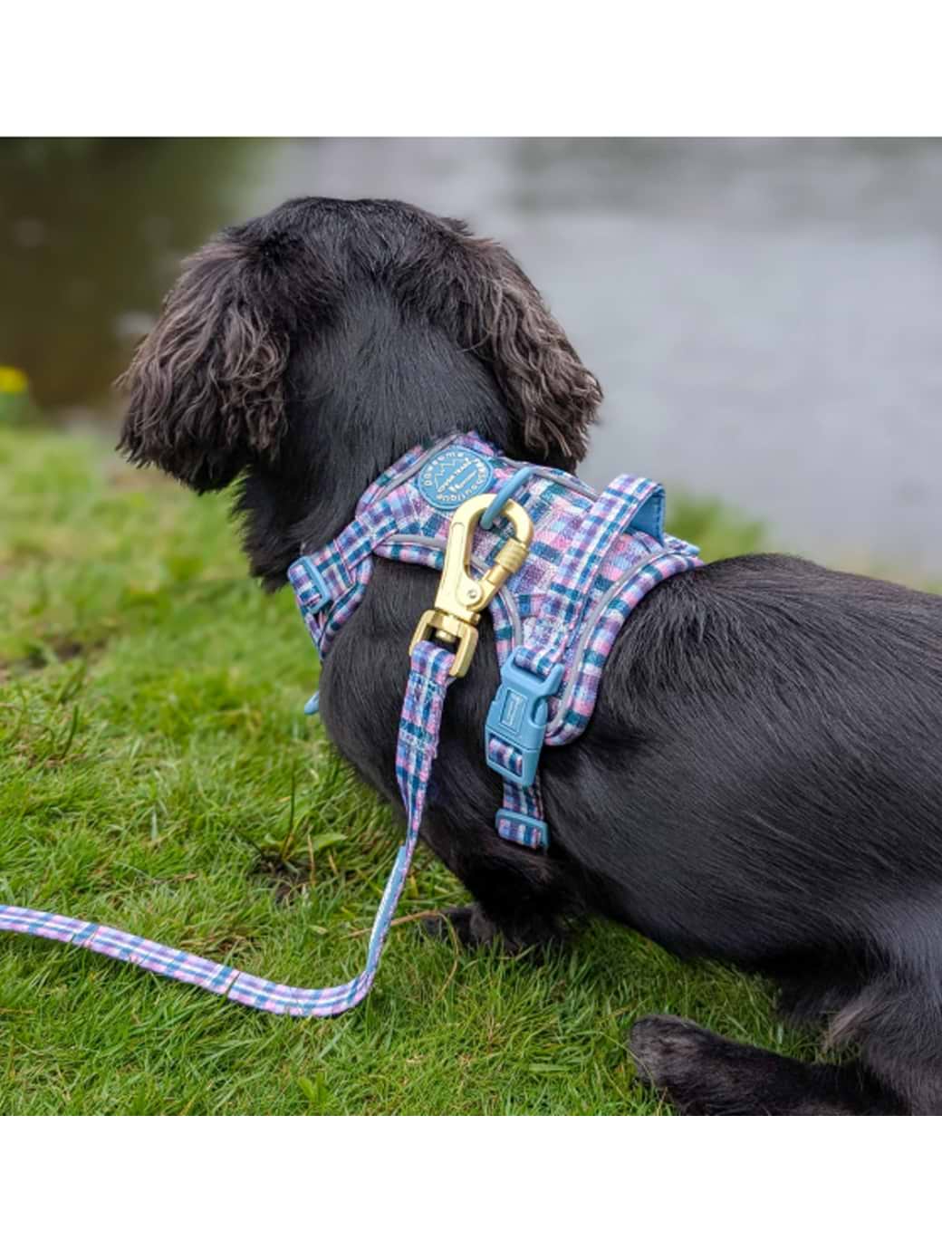 Pawsome Paws Boutique Lead Twilight Tweed