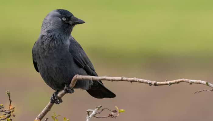 What the Jackdaw Saw!