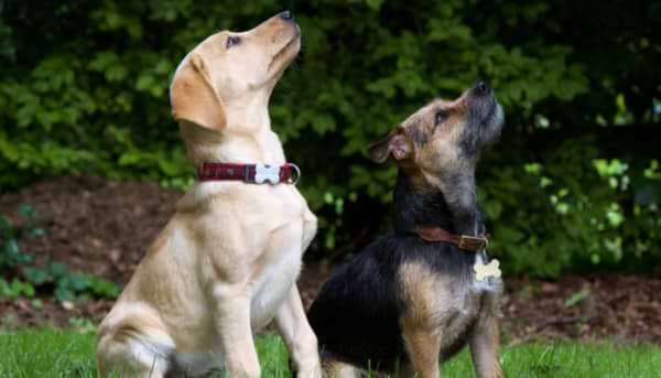 Barbara Woodhouse: Sit!