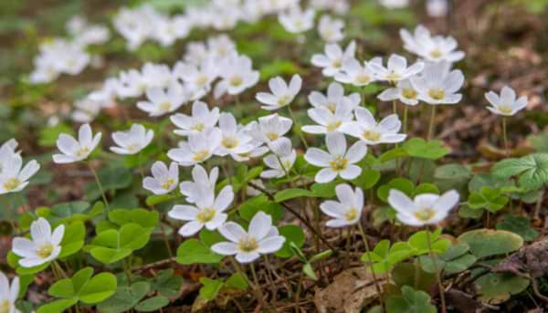 Winter Wildflowers