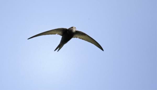 A Swift Look at the Facts
