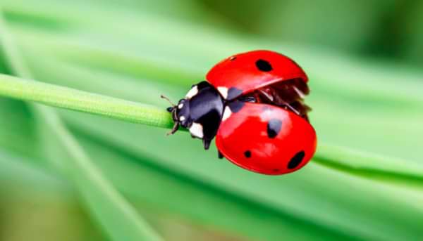 Ladybird, Ladybird!