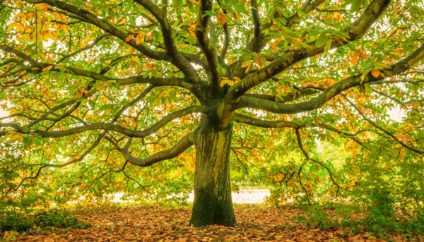 Trees: An Environmental Essential