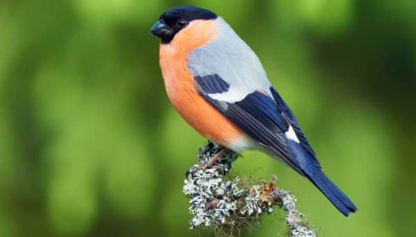 The Beautiful Bullfinch