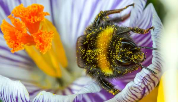 What we should Bee Planting!
