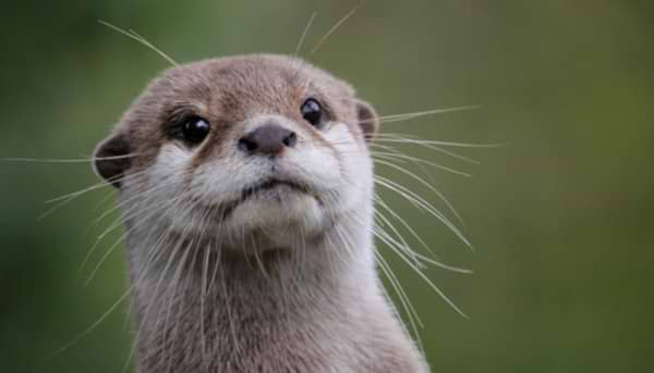 Tarka the Otter
