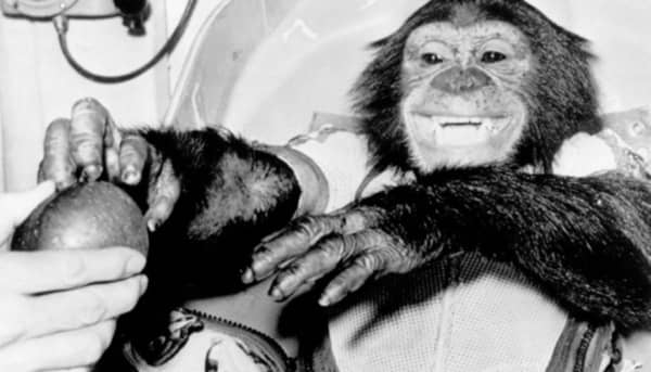 Animals in Space