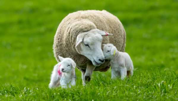 The Splendour of Spring