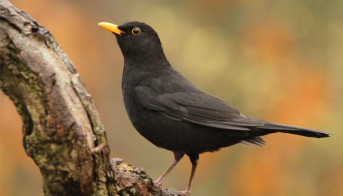 Thomas Hardy: I Watched a Blackbird