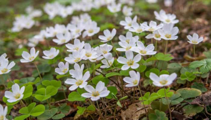 Winter Wildflowers