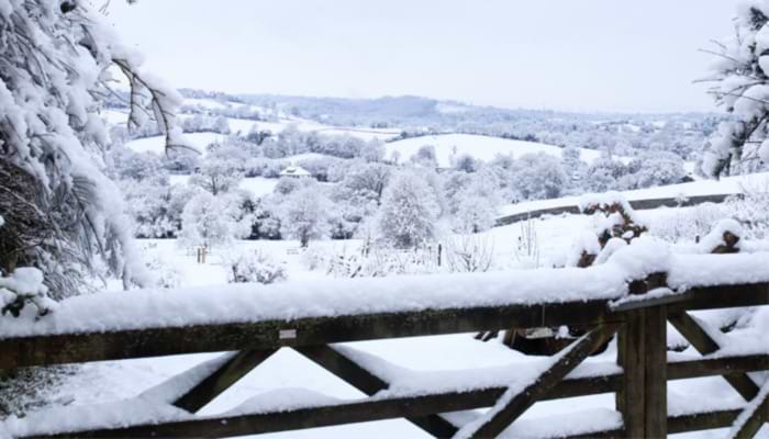 January Brings the Snow