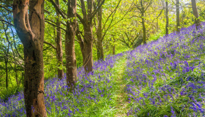 Blooming Bluebells!