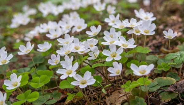 Winter Wildflowers