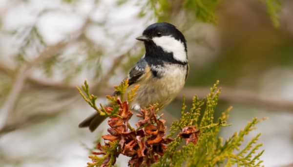 The Coal Tit