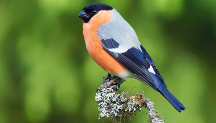 The Beautiful Bullfinch