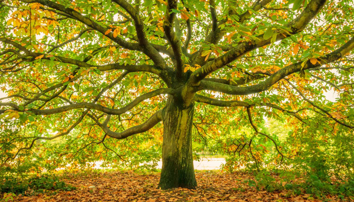 Trees: An Environmental Essential