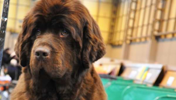 The History of Crufts