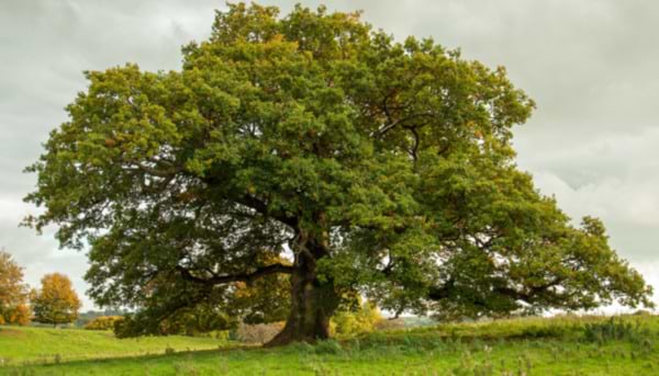 The Mighty Oak