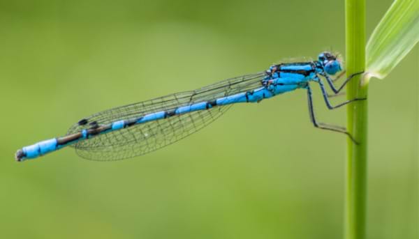 The Damselfly