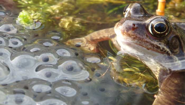 It’s a Frog’s Life