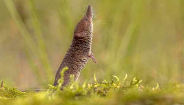 Who Knew about the Shrew?