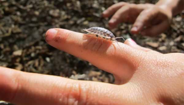 The Humble Woodlouse
